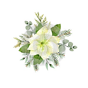 Watercolor christmas flowers arrangement. White poinsettia, branches of spruce and winter greenery for greeting cards and