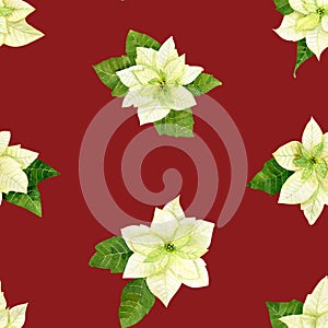 Watercolor christmas flowers pattern. White poinsettia, branches of spruce and winter greenery for wrap paper or winter textile.