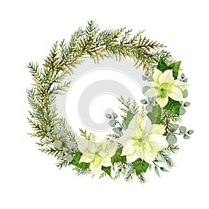 Watercolor christmas flowers wreath. White poinsettia, branches of spruce and winter greenery for greeting cards and invitations