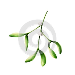 Watercolor christmas green mistletoe. New year botanical illustration of kissing symbol isolated on white background
