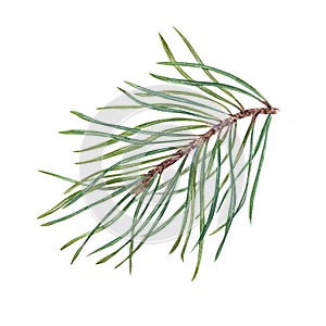 Watercolor Christmas Pine branch. Cedar, conifer twig. Evergreen plant. Botanical illustration of green lush sprig isolated on