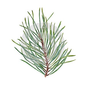 Watercolor Christmas Pine, cedar, conifer branch. Evergreen plant. Botanical illustration of green lush sprig isolated on white.
