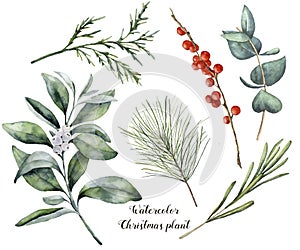 Watercolor Christmas plant and berries. Hand painted rosemary, eucalyptus, cedar, snowberry and fir branches isolated on