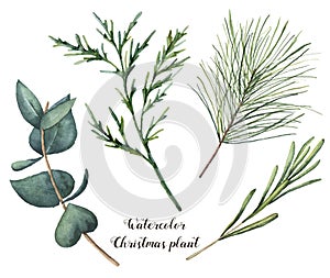 Watercolor Christmas plant. Hand painted rosemary, eucalyptus, cedar and fir branches isolated on white background