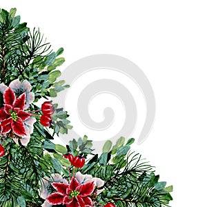 Watercolor christmas poinsettia composition