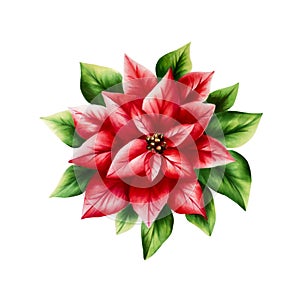 Watercolor christmas poinsettia. New year botanical illustration isolated on white background. For designers, decoration