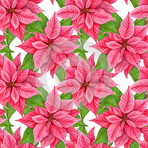 Watercolor Christmas poinsettia seamless pattern. Red winter flowers. repeating background