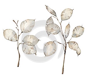 Watercolor Christmas set with lunaria. Hand painted holiday flower isolated on white background. Floral illustration for photo