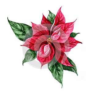 Watercolor christmas star flower, red poinsettia flowers, hand drawn illustration isolated on white background, perfect