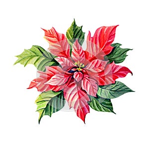 Watercolor Christmas star. Poinsettia. Red flower