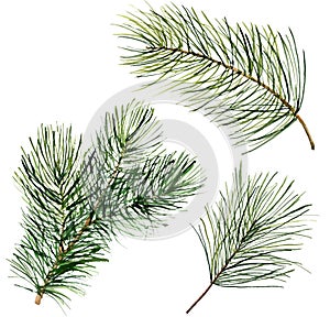 Watercolor Christmas tree branch. Hand painted floral traditional decor isolated on white background. Holiday print.