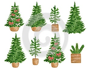 Watercolor Christmas trees set. Hand drawn evergreen conifer trees decorated with red ribbon bows in wicker and wood