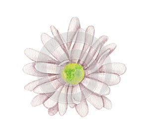 Watercolor chrysanthemum flower. Hand drawn white flower head isolated on white background. Botanical illustration for