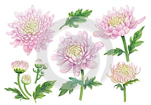 Watercolor Chrysanthemum flower paint illustration with clipping parts isolated on white background