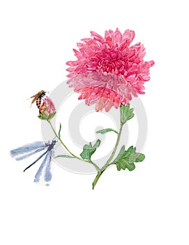 Watercolor chrysanthemum illustration photo