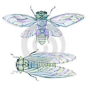 Watercolor cicada.