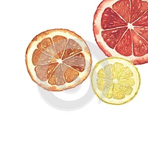 Watercolor citrus illustration. Hand painted orange, lemon and grapefruit slice background isolated on white background