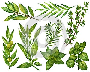 Watercolor clip art collection of fresh herbs isolated