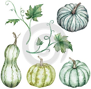 Watercolor clipart of colorful pumpkins - green and blue with leaves. Thanksgiving collection of pumpkin harvest.