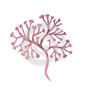 Watercolor clipart of irish sea moss. Set of red algae, weed