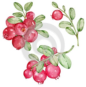 Watercolor clipart with red bilberry isolated on the white background. Hand-drawn wild berries