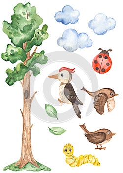Watercolor clipart with a tall tree, woodpecker, sparrow, clouds, ladybug, caterpillar, leaves to create a children`s stadiometer photo