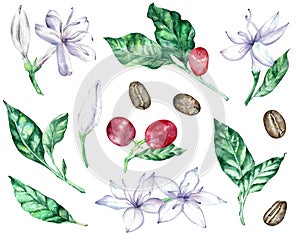 Watercolor clipart of white coffee flowers, green leaves, red berries and beans