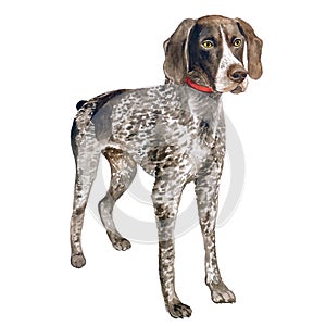 Watercolor close up portrait of cute German Shorthaired Pointer breed dog isolated on white background. Medium to large size photo