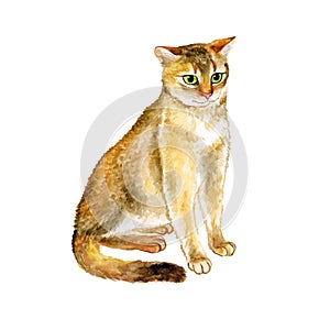 Watercolor close up portrait of popular Abyssinian cat breed isolated on white background. Short-hair with ticked tabby coat. Hand