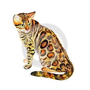 Watercolor close up portrait of popular Bengal cat breed isolated on white background. Short-hair leopard with dotted coat. Hand