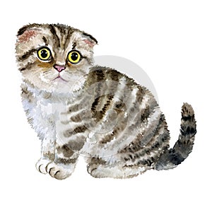 Watercolor close up portrait of popular cute British fold shorthair breed kitten isolated on white background. Loop-eared striped