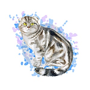 Watercolor close up portrait of popular Scottish fold shorthair cat breed isolated on abstract background. Loop-eared marble