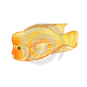 Watercolor closeup Cichlasoma citrinellum or Amphilophus citrinellus fish isolated on white background. Hand drawn colorful