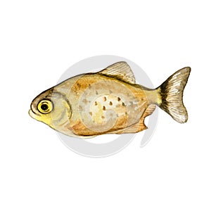 Watercolor closeup Piranha or Pirana fish isolated on white background. Hand drawn dangerous cold-blooded freshwater predator. photo