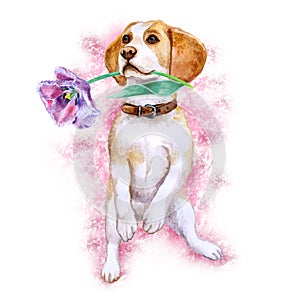 Watercolor closeup portrait of Beagle dog of rare mono coloration holding tulip flower. Isolated on white background. Shorthair