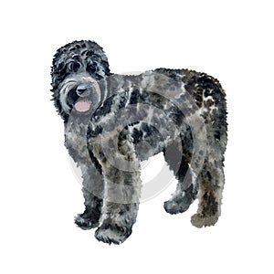 Watercolor closeup portrait of Black Russian Terrier breed dog isolated on white background. Russian large longhair working