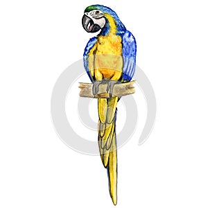 Watercolor closeup portrait of Blue-and-yellow Ara macaw parrot or Ara ararauna isolated on white background. Hand drawn colorful