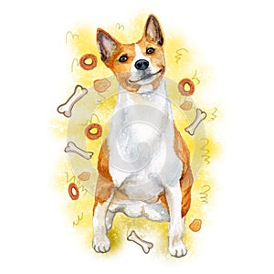 Watercolor closeup portrait of cute Basenji breed dog isolated on abstract background. Shorthair African Barkless Dog hound type