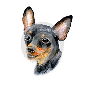 Watercolor closeup portrait of cute Prague Ratter or Prazsky krysarik breed dog isolated on white background. Shorthair small