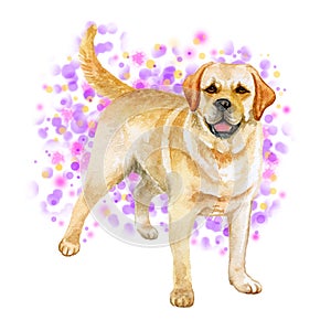 Watercolor closeup portrait of Golden Retriever breed dog isolated on pink abstract background. Large-sized longhair gun dog in