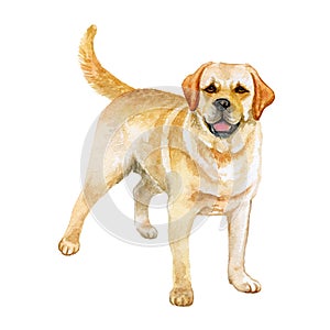 Watercolor closeup portrait of Golden Retriever breed dog isolated on white abstract background. Large-sized longhair gun dog in