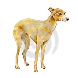 Watercolor closeup portrait of Italian Greyhound breed dog isolated on white background. Shorthair small smooth dog posing at dog