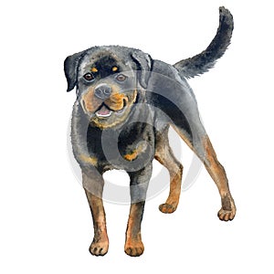 Watercolor closeup portrait of large Rottweiler breed dog isolated on white background. Large shorthair German working guardian