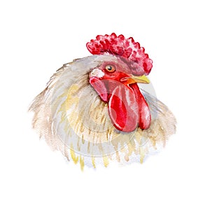 Watercolor closeup portrait of rooster isolated on white background. Hand drawn chinese zodiac symbol of New Year 2017. Cute