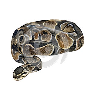 Watercolor closeup portrait of Royal python or Python regius isolated on white background. Hand drawn cold-blooded dangerous