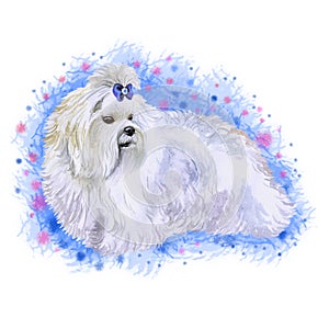 Watercolor closeup portrait of small Maltese breed dog isolated on abstract background. Small longhair Italian origin toy dog.