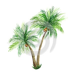 Watercolor coconut palm tree isolated on white background