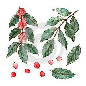 Watercolor coffee branches, leaves and red coffee fruits