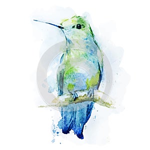 Watercolor colibri bird