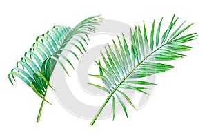 Watercolor collection of the coconut palm leaves